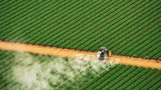 Best Ant Control Services  in Salem, AR