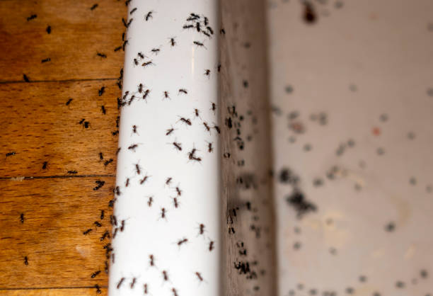 Best Insect Control  in Salem, AR
