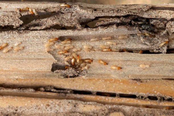 Best Pest Removal Services  in Salem, AR