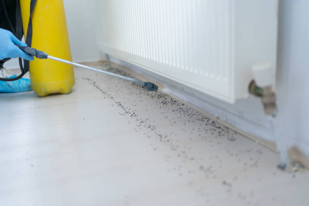 Best Pest Inspection Near Me  in Salem, AR