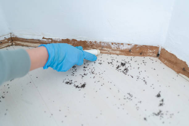 Best Local Pest Control Services  in Salem, AR